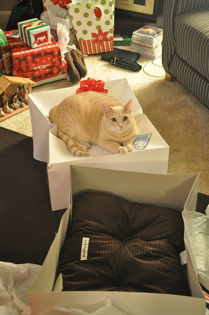 10. Подарили коту подушку на Рождество… животные, кошка, логика